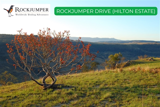 ROCKJUMPER BIRDING DRIVE (Hilton Estate) - Hilton Arts Festival 2025
